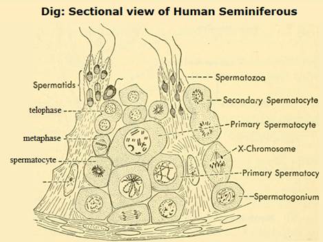 Draw A Labelled Diagrammatic Sectional View Of A Human Seminiferous Tubule