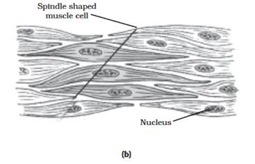 Draw Well Labelled Diagrams Of Various Types Of Muscles Found In Human