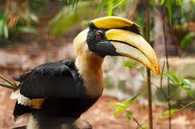 hornbill.jpg