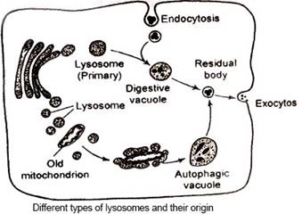 lysosome2.jpg