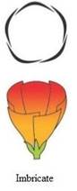 imbricate.jpg