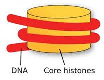 histones.jpg