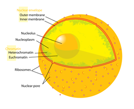 nucleus.png