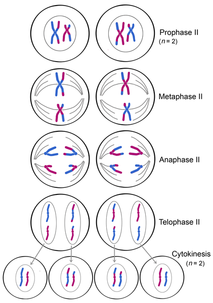 meiosis