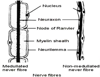 neuron.jpg