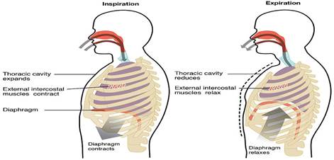 mechanics-of-breathing.jpg