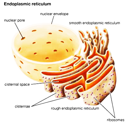 What is the role of SER in liver cells of vertebrates?