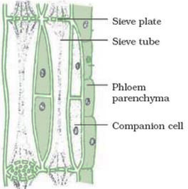 Phloem.jpg