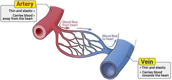 TYPES-OF-BLOOD-VESSELS01.jpg