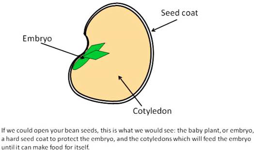 Difference between embryo and seed?