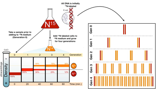 ecoli.png