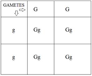 The genotype of green-stemmed tomato plants is denoted as GG and that ...