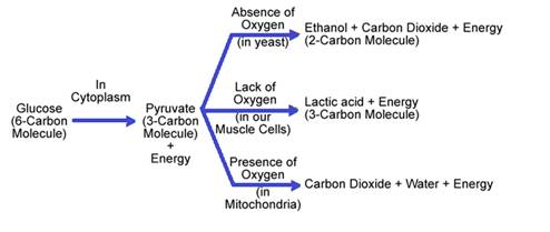 Glucose.png