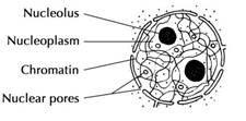 Nucleus.jpg