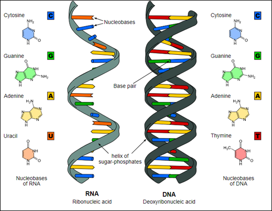 dna.PNG