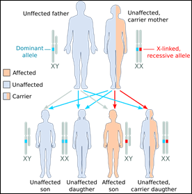 haemophilia.png