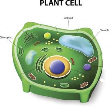 Draw a neat diagram of plant cell and label any three parts which ...